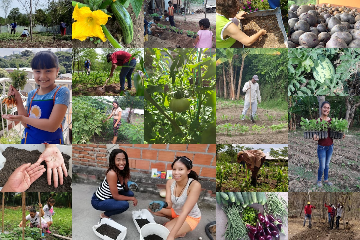 FUNDAEC, a Bahá’í-inspired organization in Colombia, recognizing that the pandemic would have long-term ramifications, looked at how it could be of practical service to society at a time of dire need. Since March, it has assisted over 2,000 people across the country to become engaged in over 1,000 agricultural initiatives.