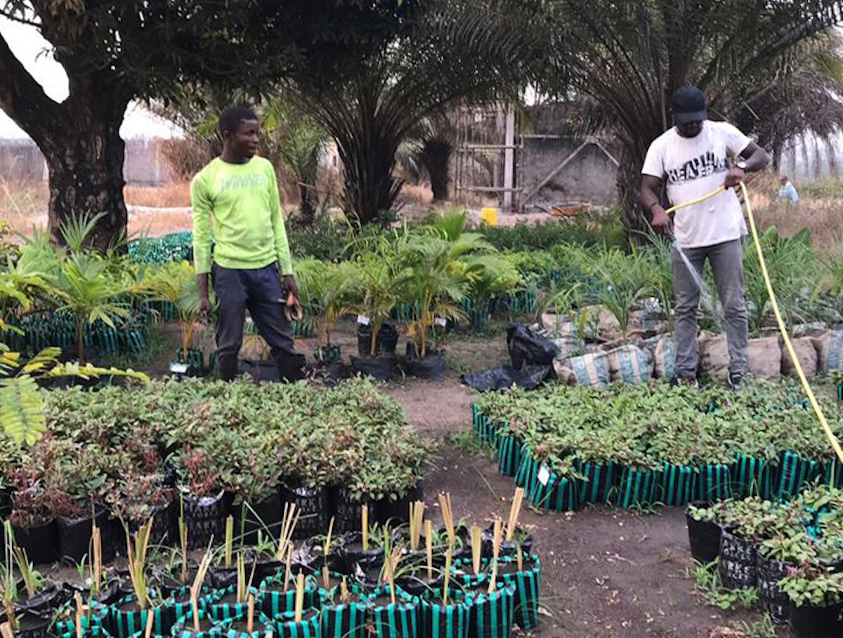 Voluntarios de la comunidad local cercana al terreno del templo ayudan en varias tareas, como cuidar el vivero de las plantas que se emplearán en los jardines.