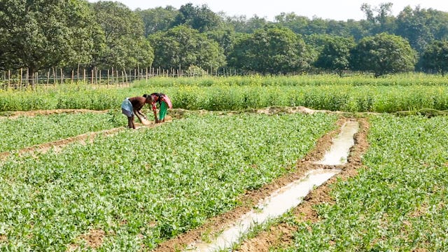 از جمله موضوعاتی که مورد بحث و گفتگوی شرکتکنندگان قرار گرفت، تأثیر سیاستهای کشاورزی و نیرویهای بازار بر تنوع زیست-کشاورزی و نیاز به تمرکززدایی در تصمیمگیریهای مربوط به تولید و توزیع غذا بود.