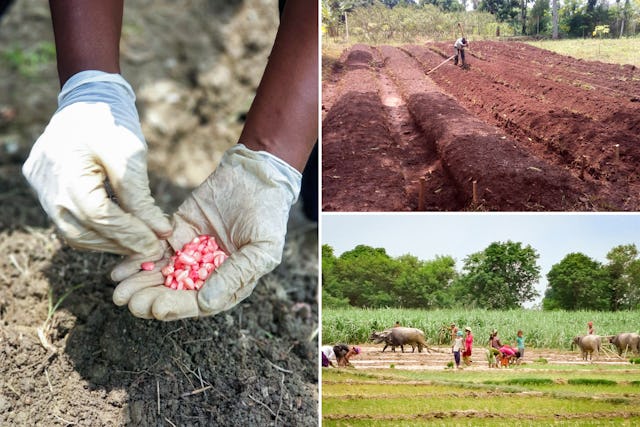 Gambar inisiatif pertanian komunitas Bahá'í di (searah jarum jam dari kiri) Kolombia, Uganda, dan Nepal untuk memperkuat pertanian lokal.