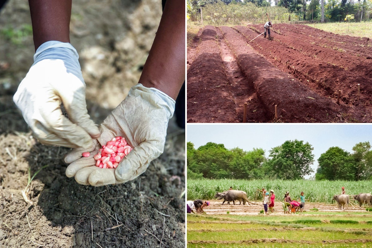 تصاویر مربوط به اقدامات کشاورزی جامعهٔ بهائی (ساعتگرد از سمت چپ)، کلمبیا، اوگاندا و نپال برای تقویت کشاورزی محلی.