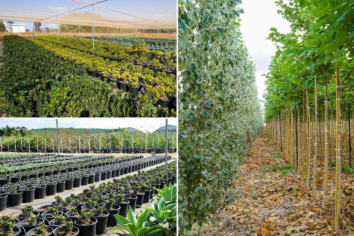 Seen here at the nursery are some of the trees and plants that will line the garden paths.