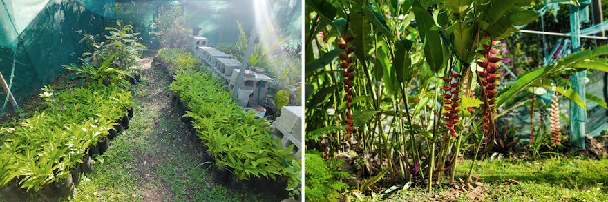 An on-site nursery houses plants that will eventually be planted on the temple grounds.