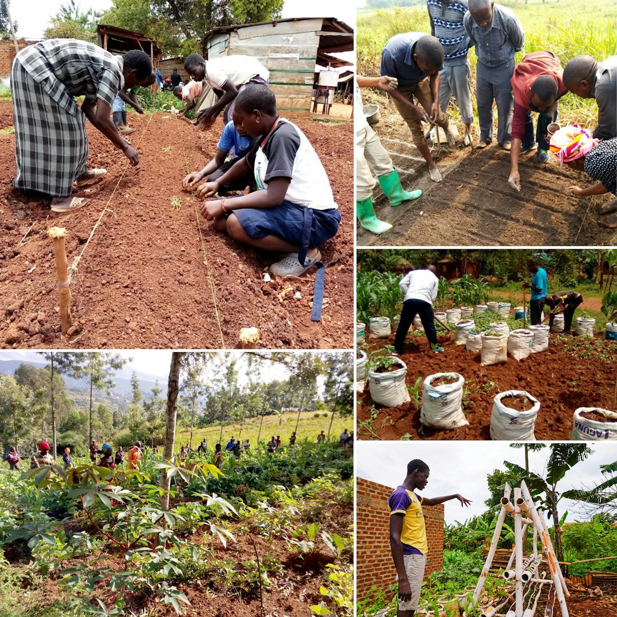 Iniciativas agrícolas de organizaciones de inspiración bahá’í en la región de Kivu al norte de la República Democrática del Congo.