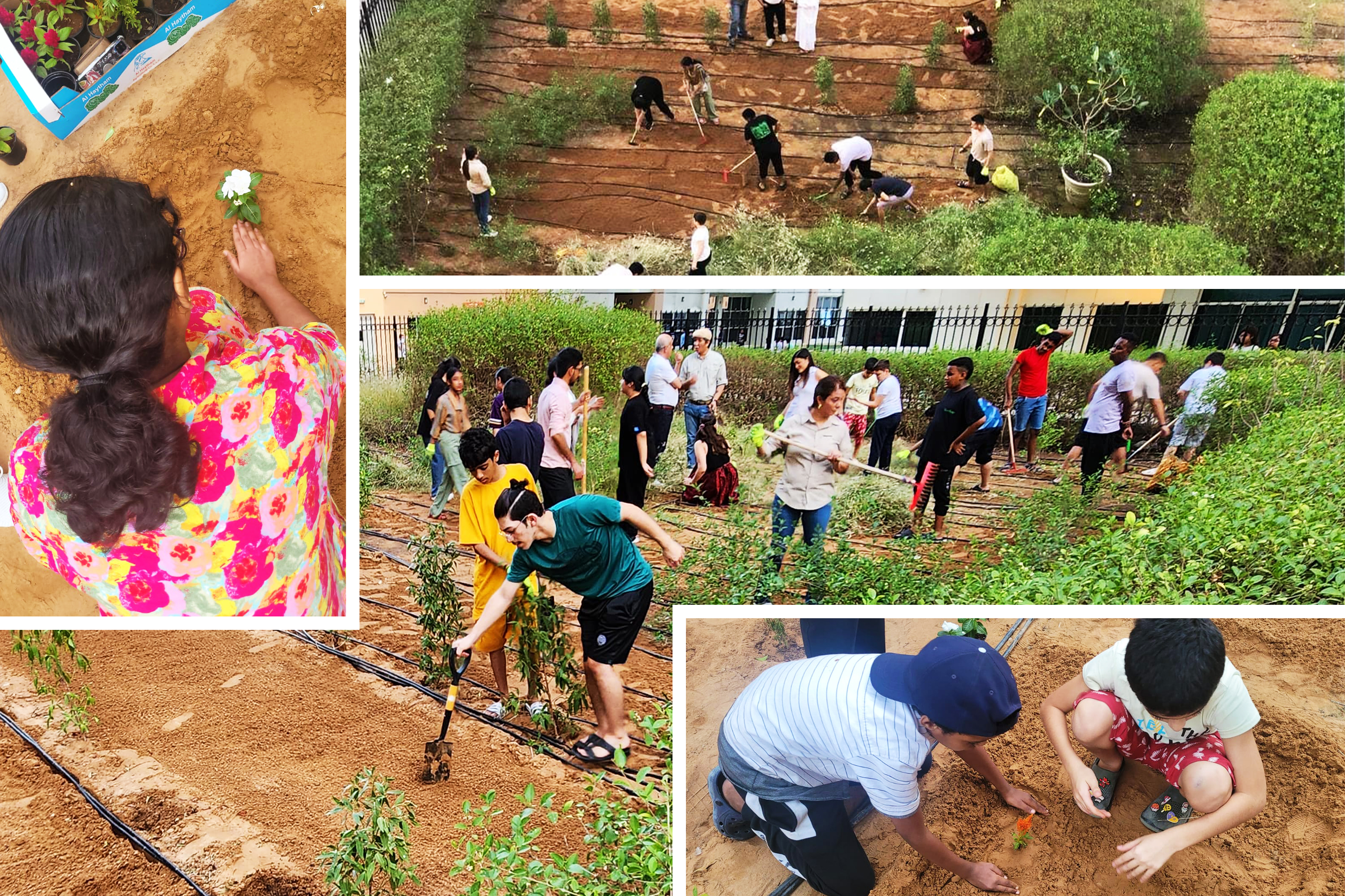 In the United Arab Emirates, youth engaged in Bahá’í community-building activities spearhead a community garden project, nurturing community ties and improving their local environment.