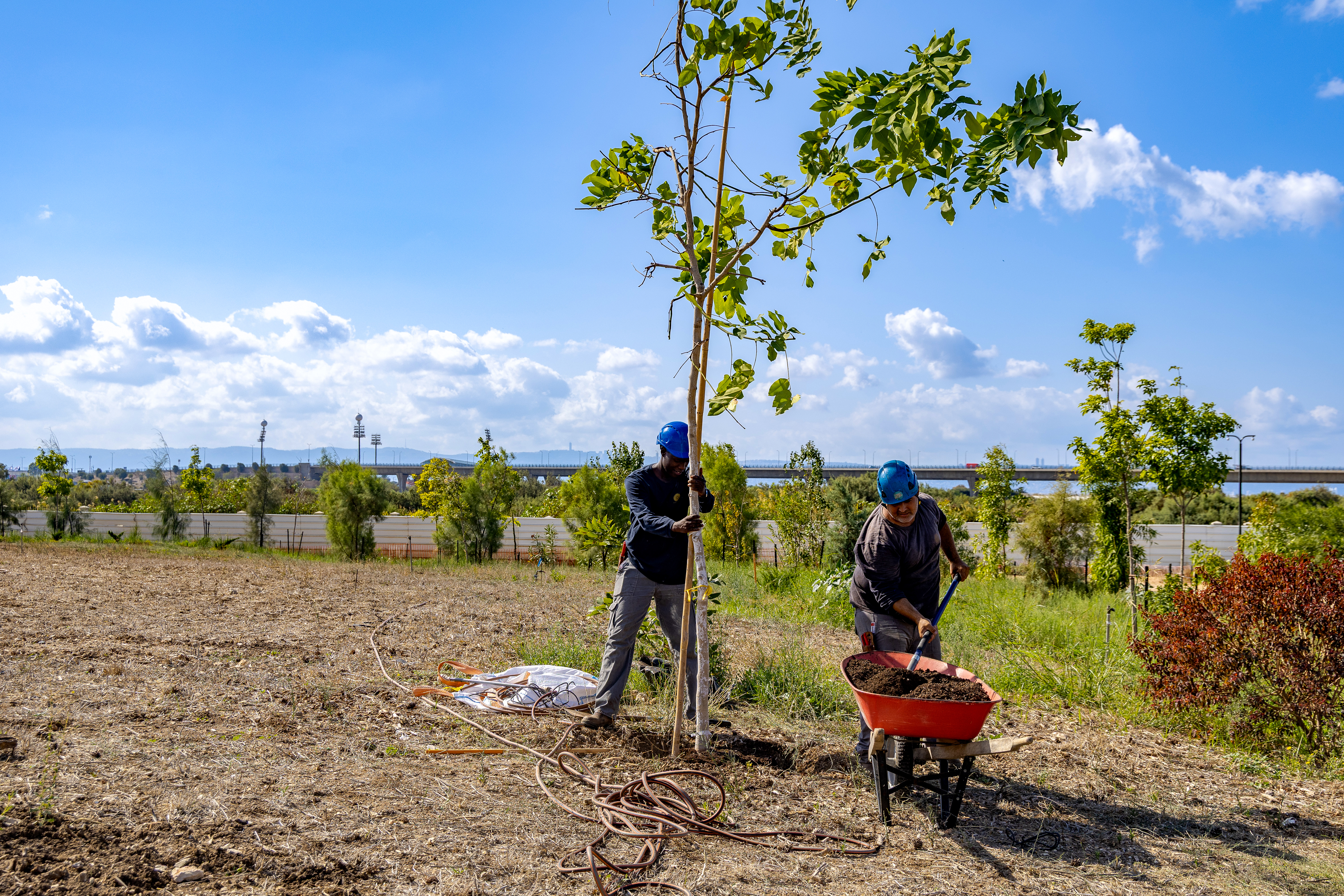 A tree being planted on the west berm.