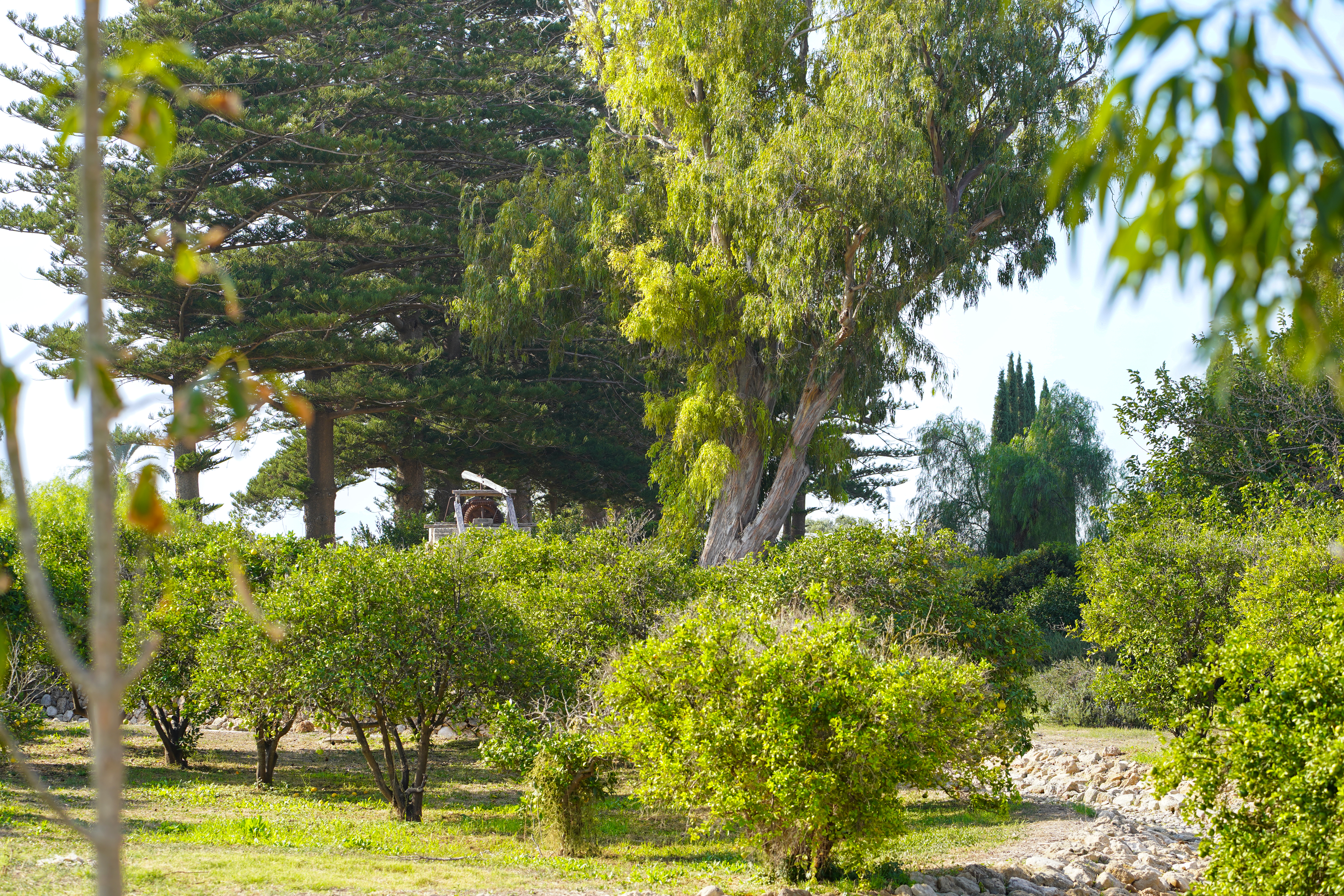 Beyond these trees lies the Riḍván Garden, a Holy Place pilgrims visit during their nine-day pilgrimage.