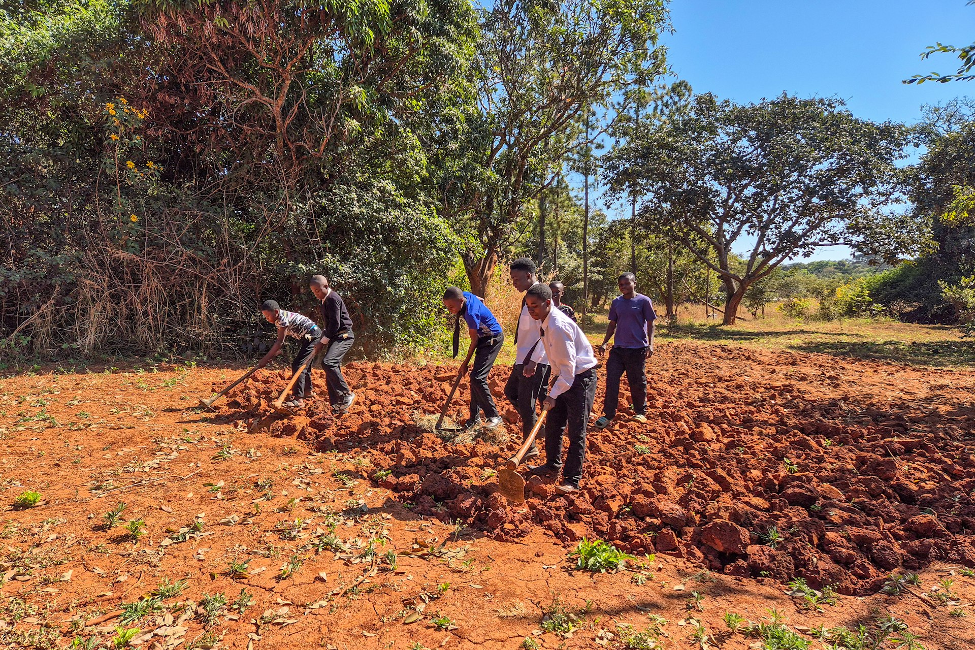 As part of their agricultural science class, students prepare the land for planting crops.