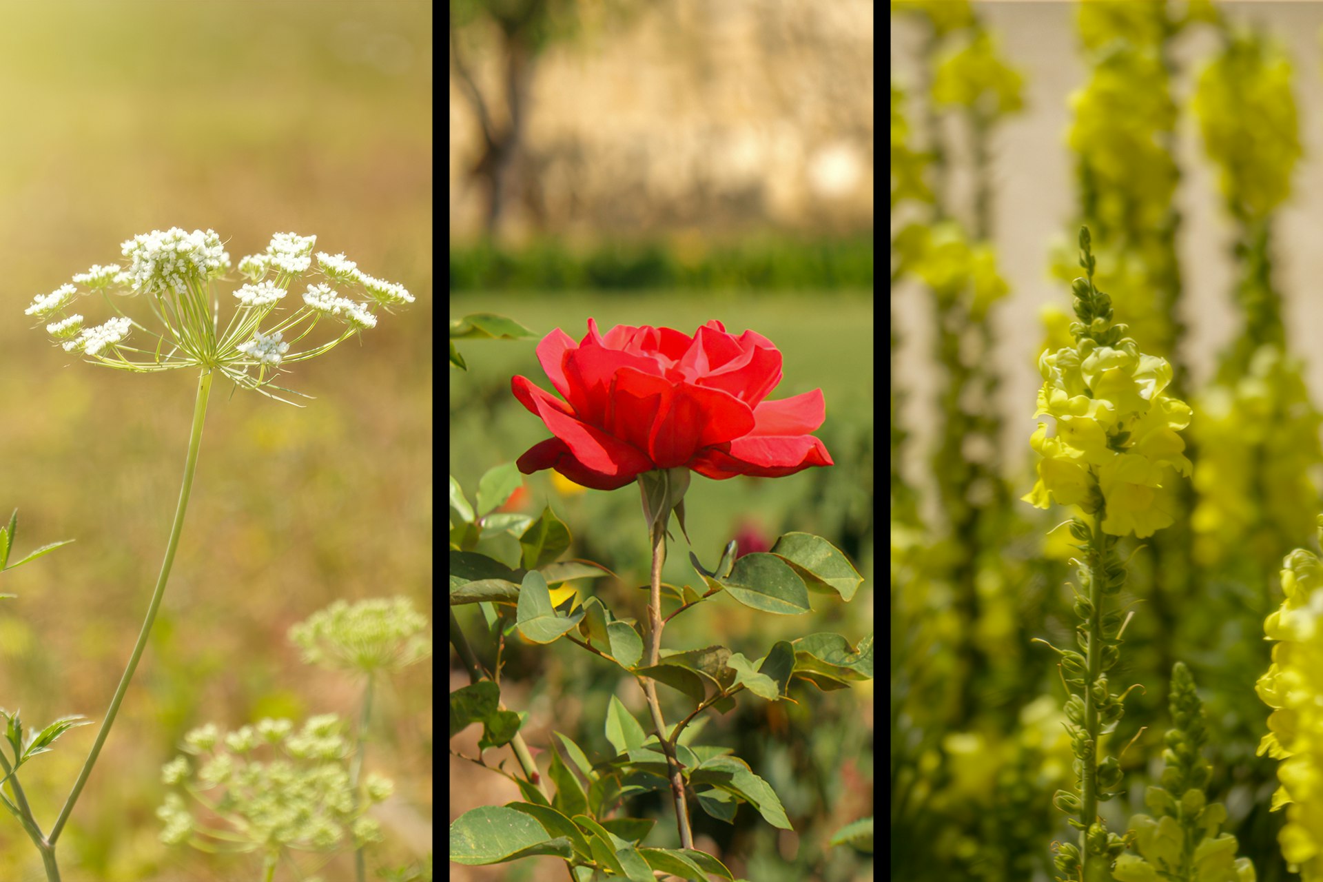 A variety of flowers can be found in the gardens surrounding the Mansion of Mazra’ih.