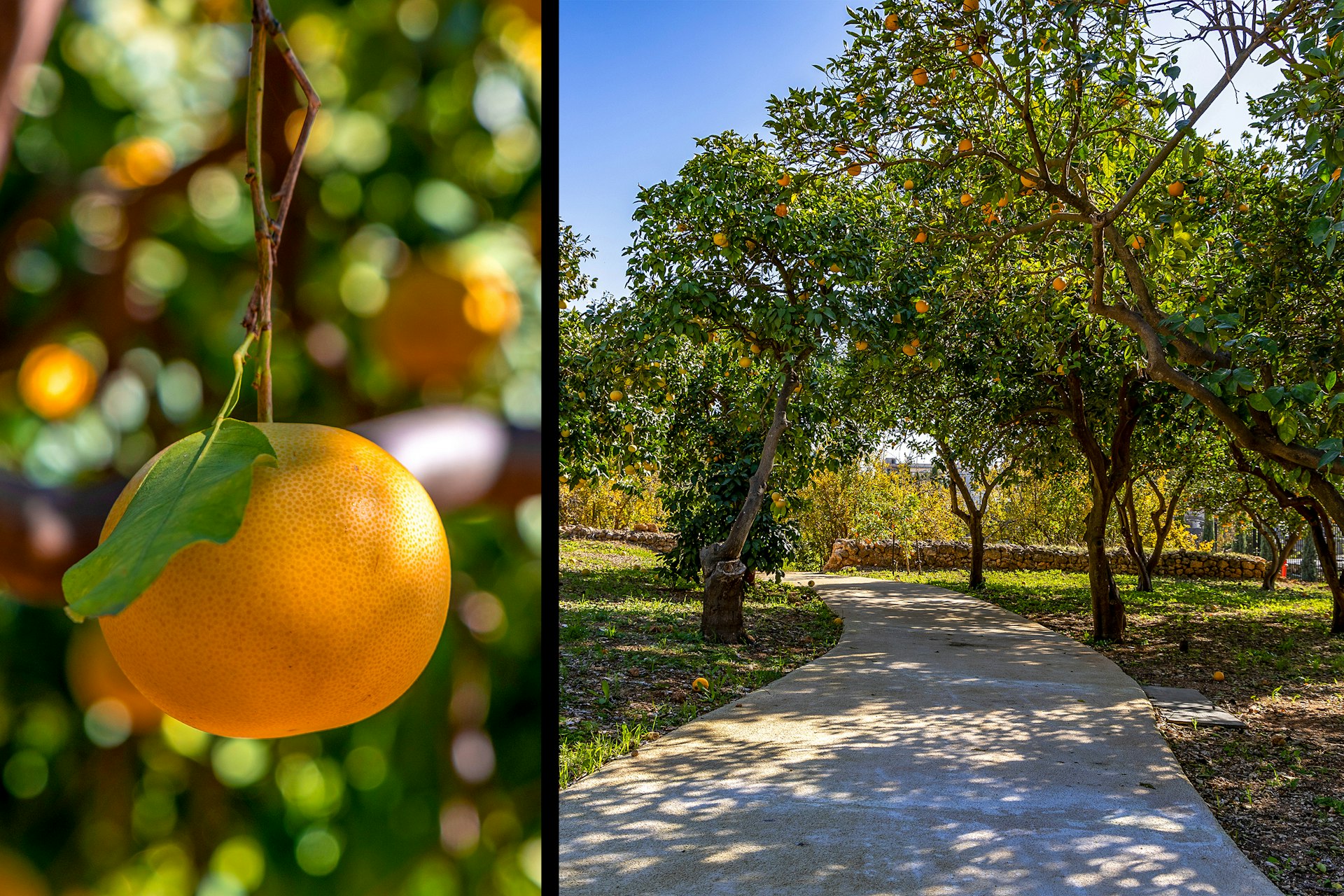 Southern and southeastern orchards of orange trees provide a connection to the agricultural heritage of the site.
