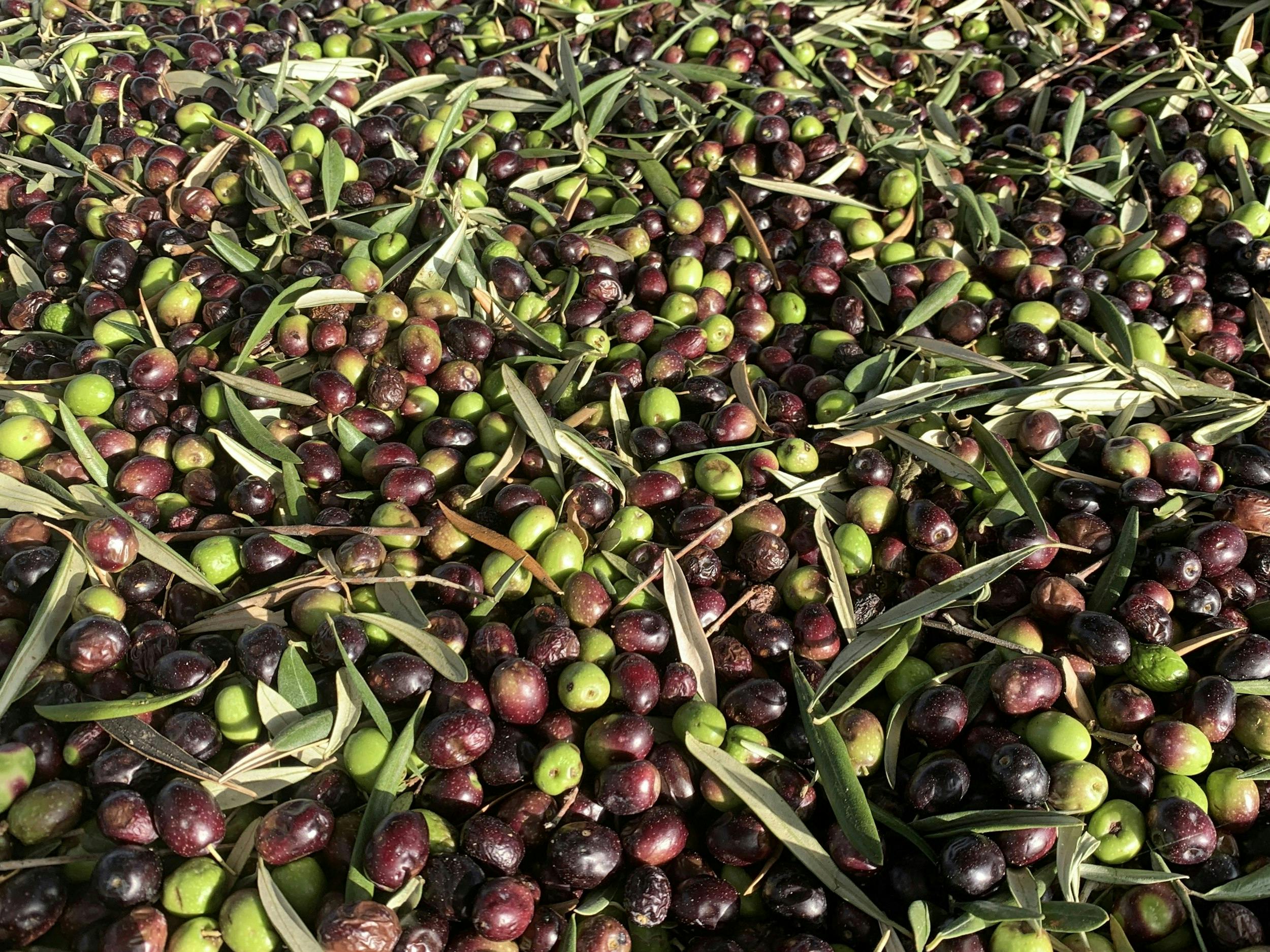 Olive di colore verde e nero con fogliame