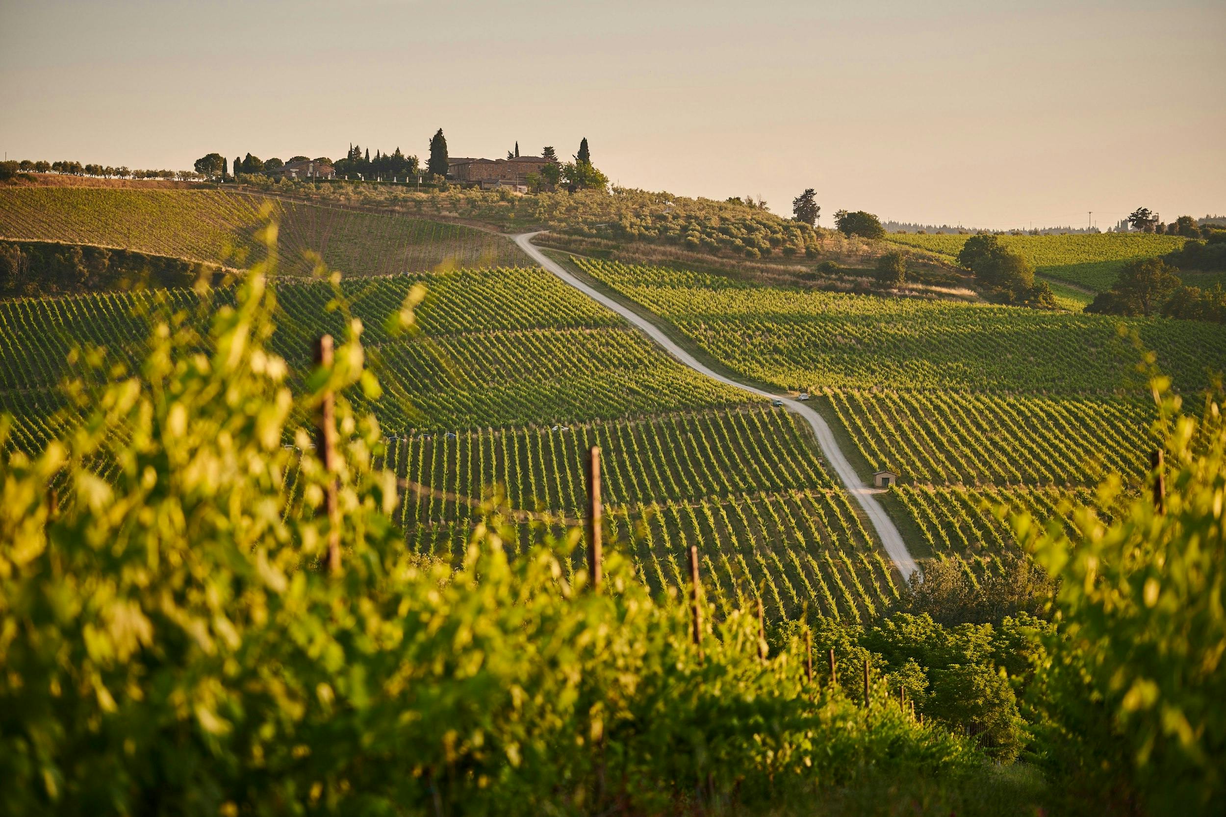 Uno scorcio di campagna con filari di viti e sullo sfondo si scorge il profilo di un casolare