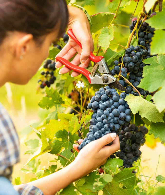 Donna taglia uve rosse durante la vendemmia