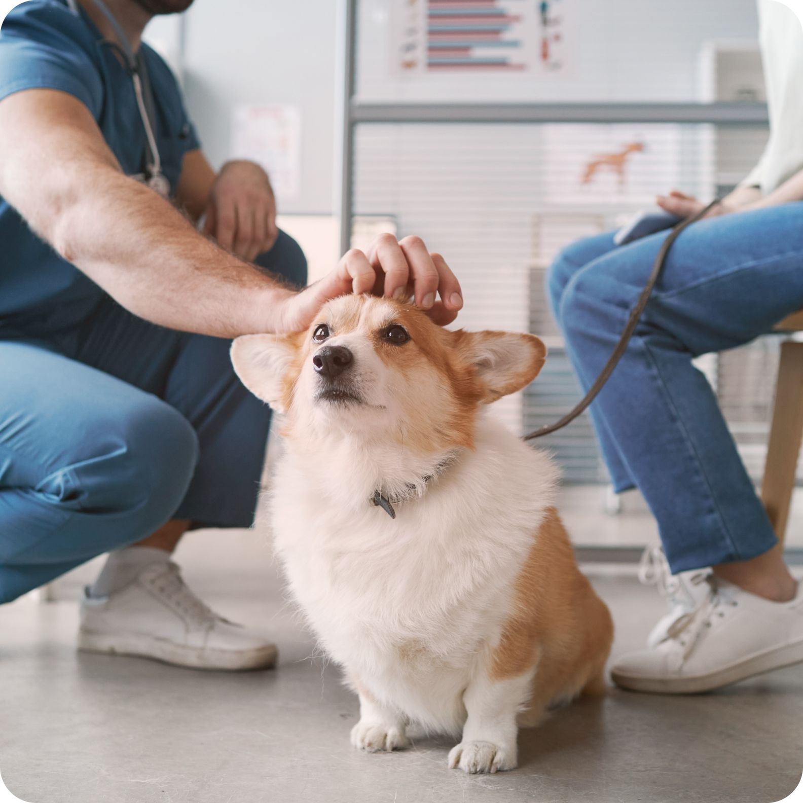 Dog_corgie_vet