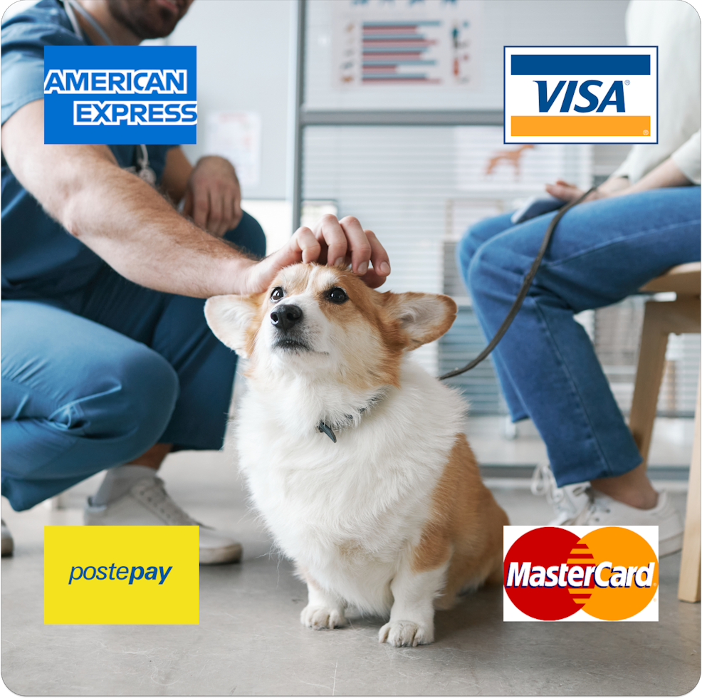 cagnolino e circuiti accettati