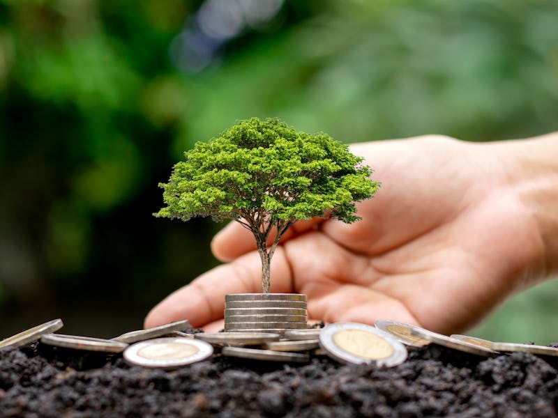 plant, potted plant, tree, finger, person, soil, bonsai, planting, garden, outdoors