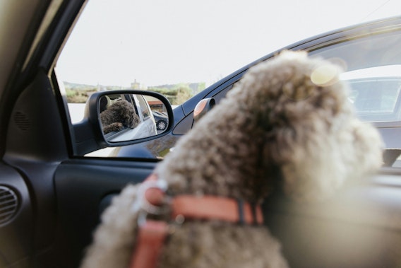 Åka med hund i bil