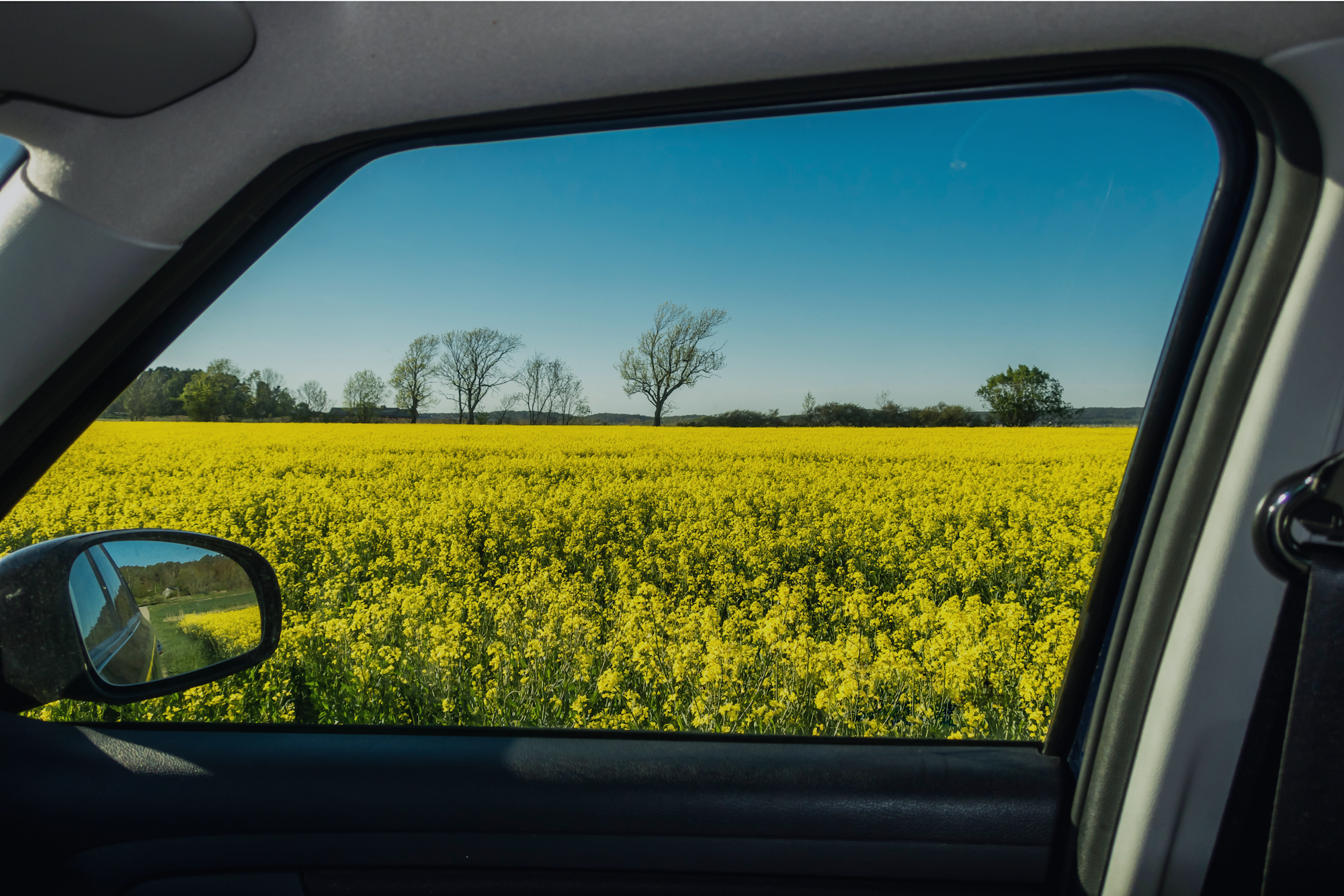 bild tager ur framdörr på bilfönster backspegel syns i bild gul blommande äng blå himmer