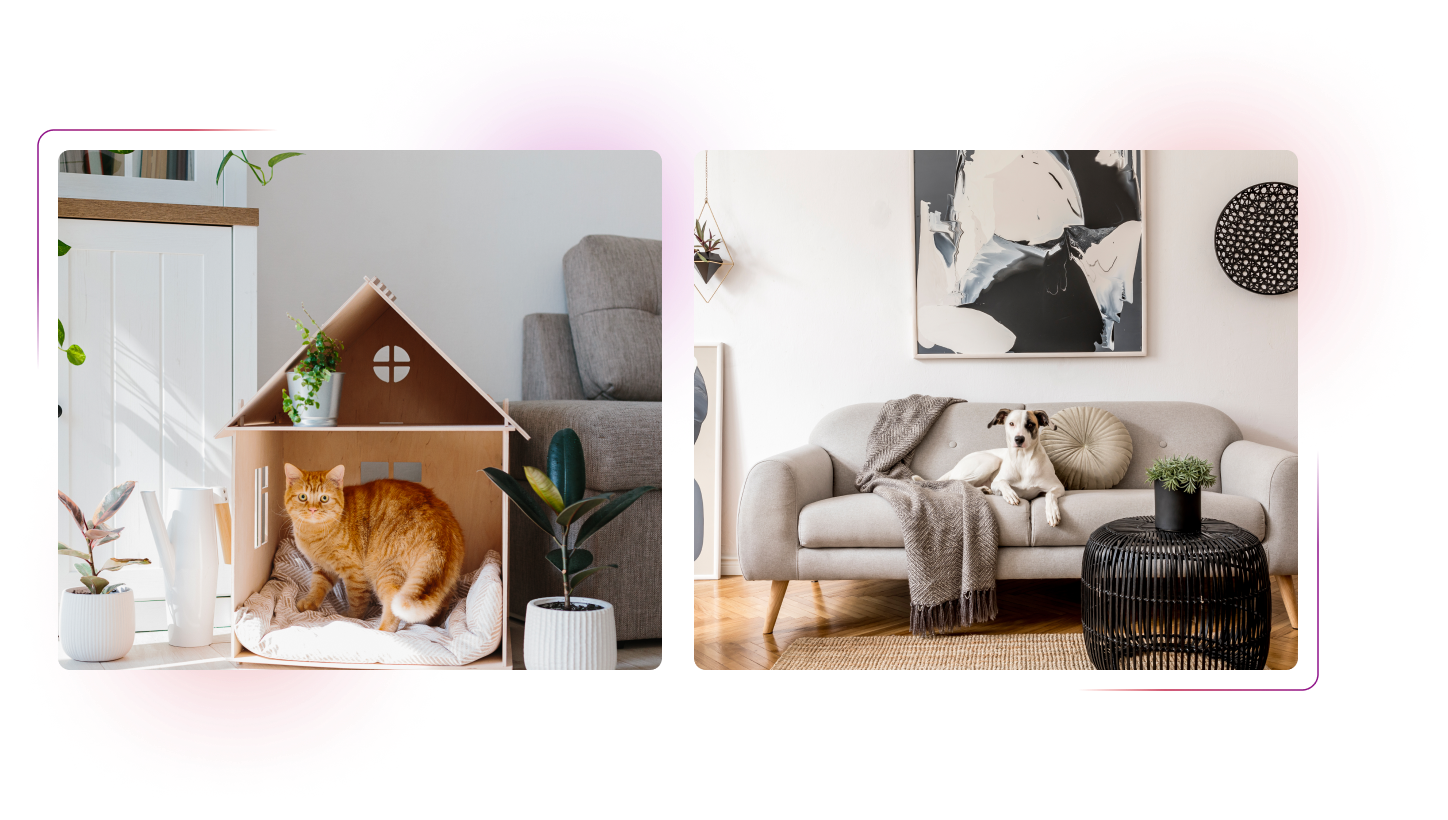 Animals in house