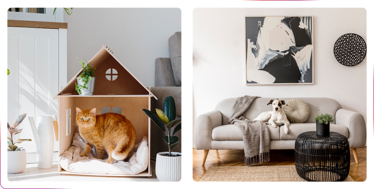cat home and dog sitting on the sofa