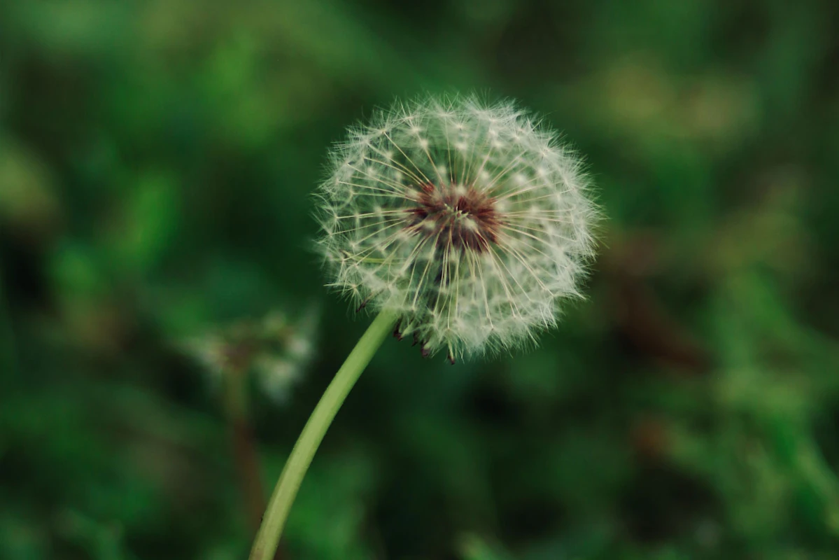 Image showing a dandelion against green background