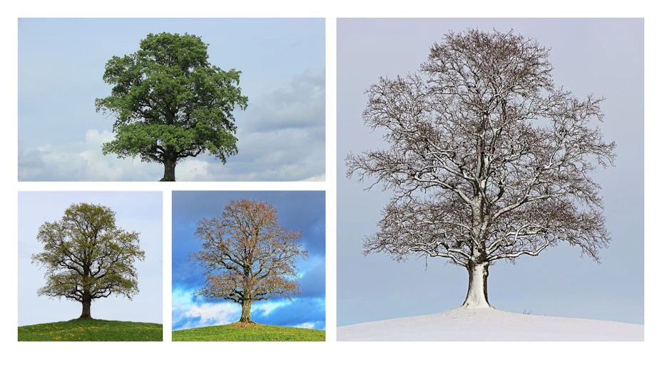 four images of a tree in different seasons