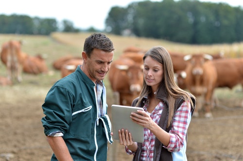 two aggriculture workers in a field with cows using a tablet