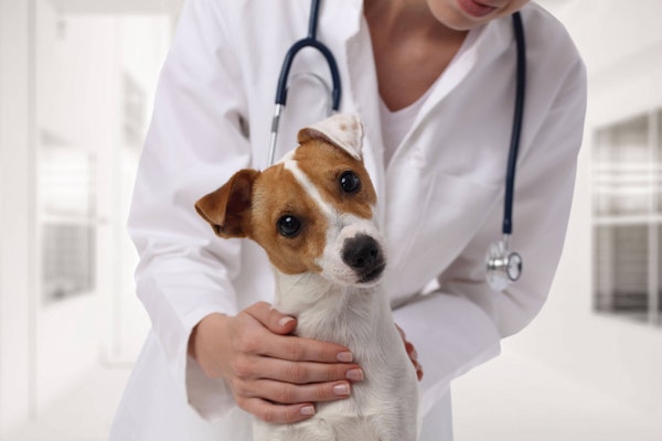 Vet examining a small dog