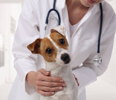 Vet examining a small dog
