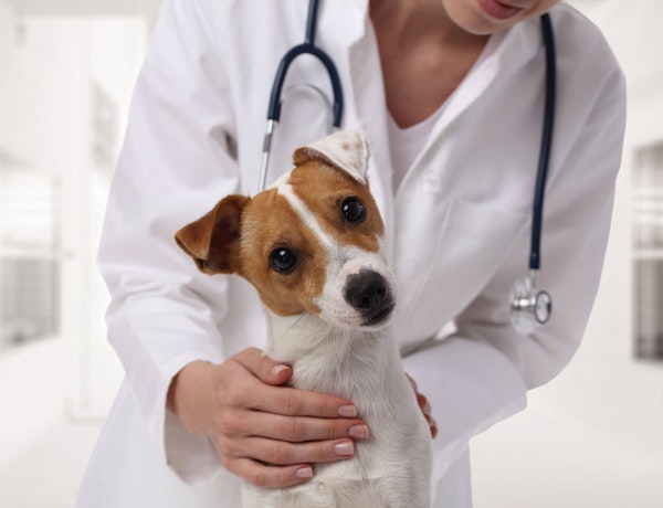 Vet examining a small dog