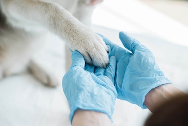 Vet examining a dog's paw