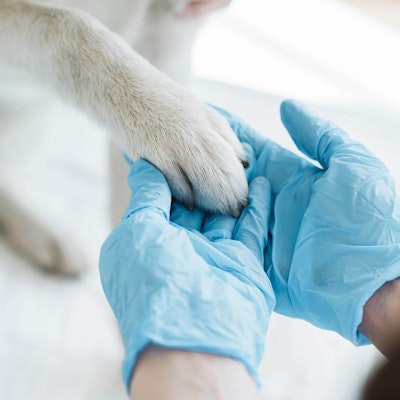 Vet examining a dog's paw