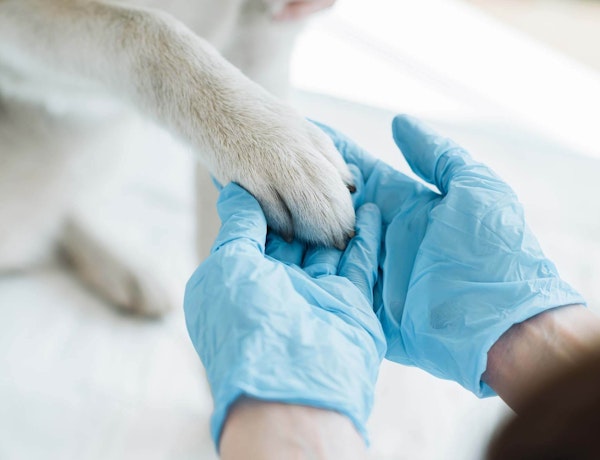 Vet examining a dog's paw