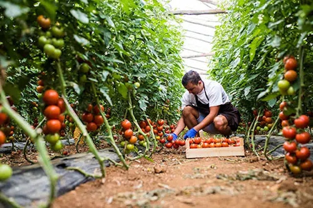 Seasonal workers