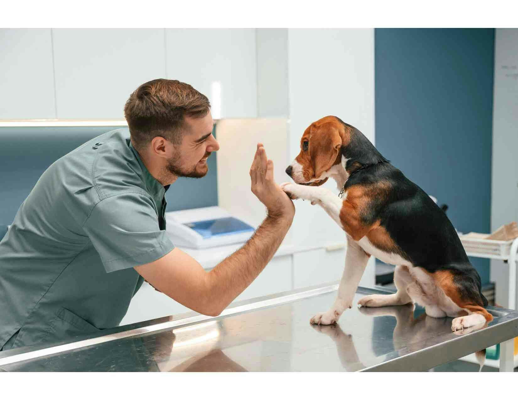 a man high fiving a dog