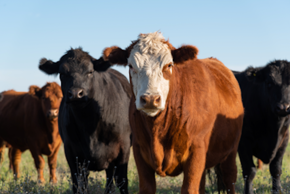 incident on a dairy farm