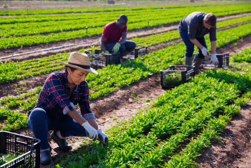 farmers working in field