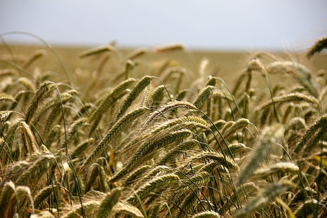 HR Advice for Agriculture 
