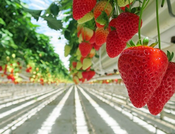 Peninsula Business support