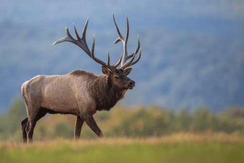 Elk in the wild