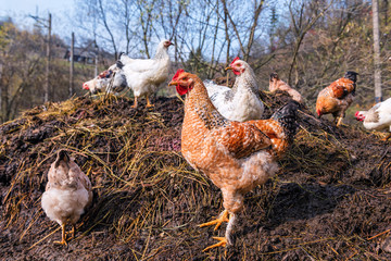 A group of chickens