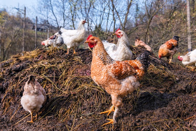A group of chickens