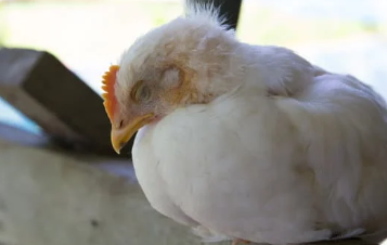 Bird Flu