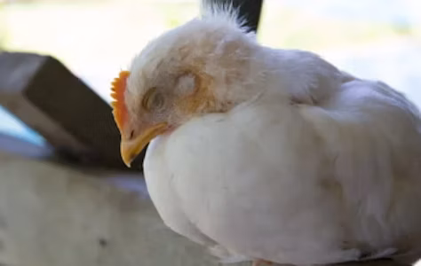 Bird Flu