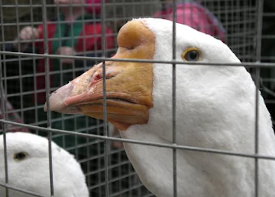 Prevent Bird Flu