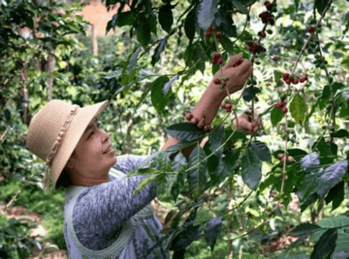 What is the Seasonal Worker Visa?