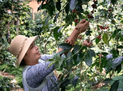 What is the Seasonal Worker Visa?