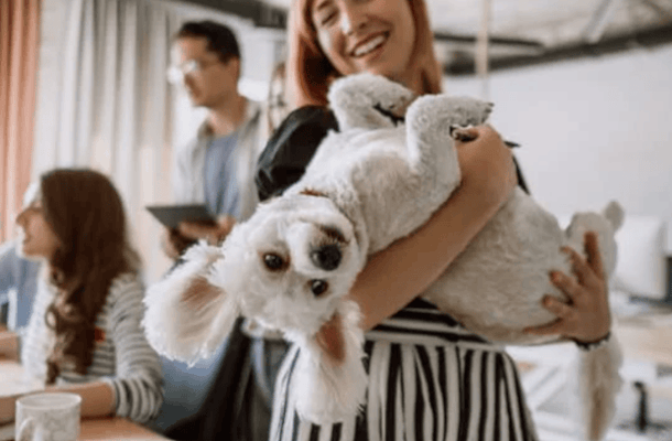 How to Create a Pet-Friendly Office