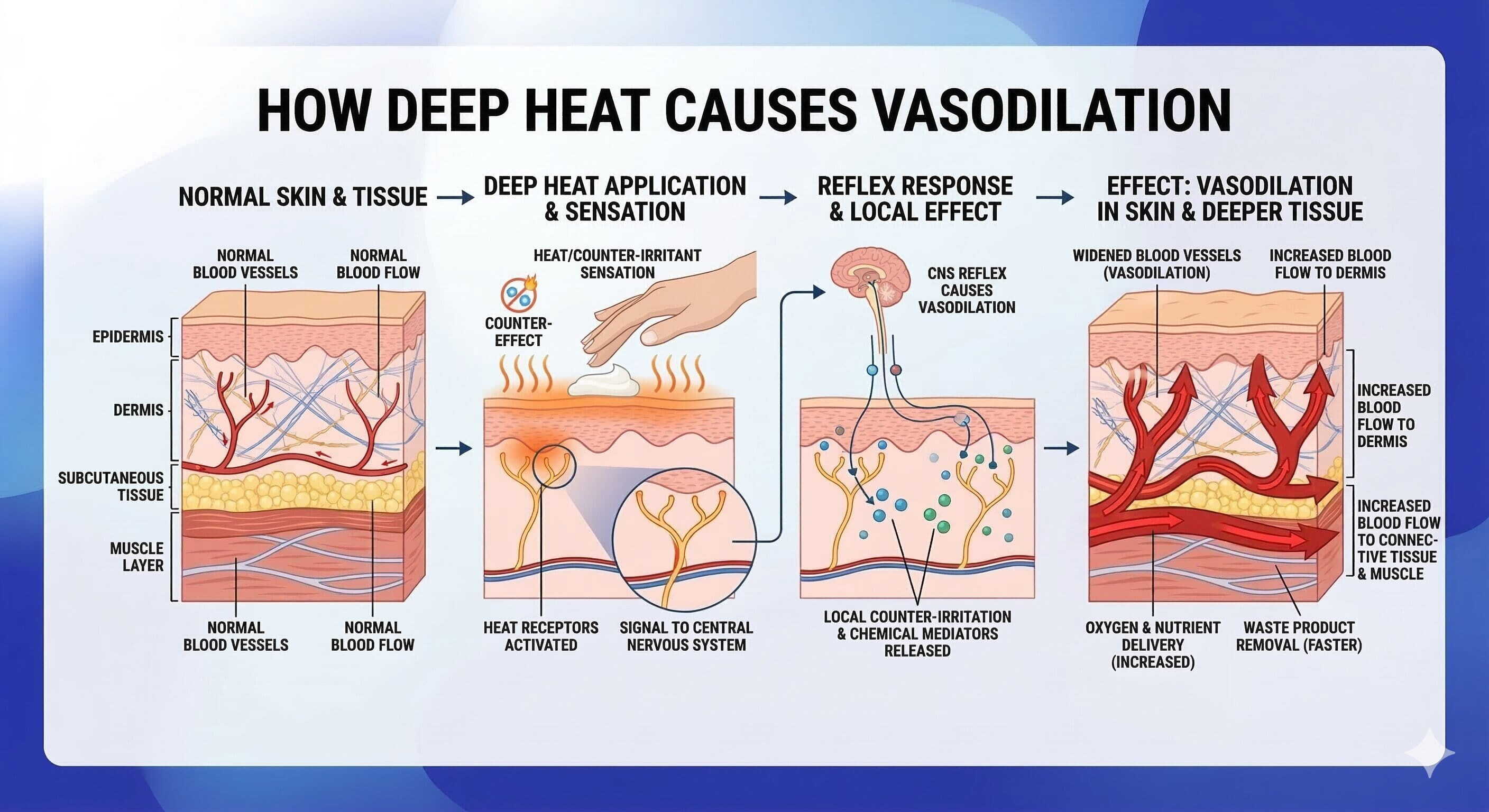 diagram of heat therapy effects on muscles blood flow and nerve signaling
