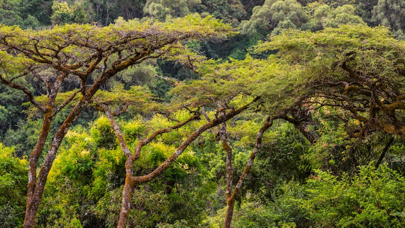 Les dernières oasis vertes d'Éthiopie 